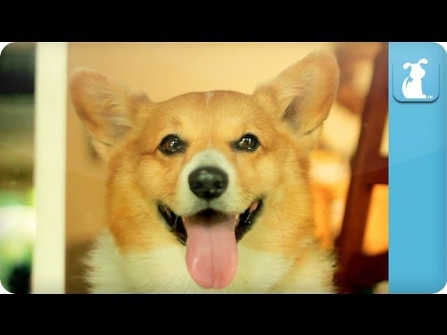 Carly Rae Jepsen - Call Me Maybe - Corgi Rae - Pet Parody