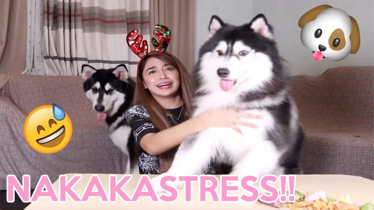 SINONG MAS PICKY HUSKY OR MALAMUTE