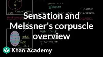 Integumentary system physiology | NCLEX-RN | Khan Academy