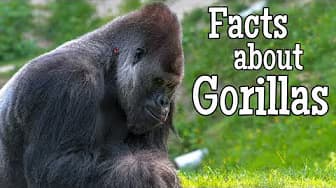 Facts about Gorillas for Kids