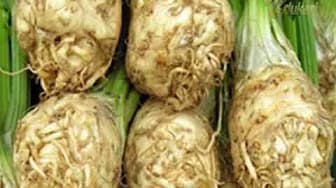 BIO AGRO CULTIVATION OF SEDERI 2