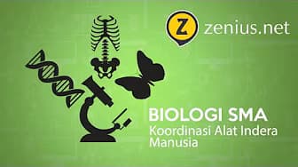 Coordination of Human Sensory Organs (Biology for Senior High School Grade 11)