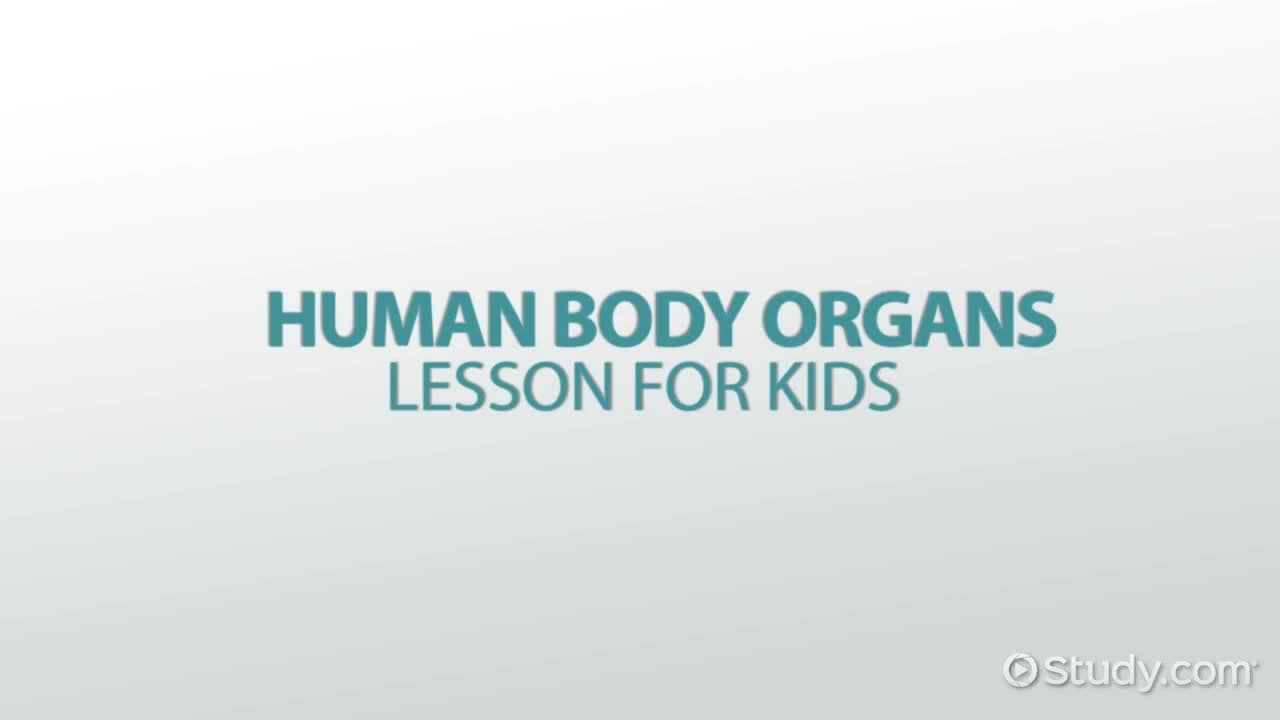 Human Body Organs: Lesson for Kids