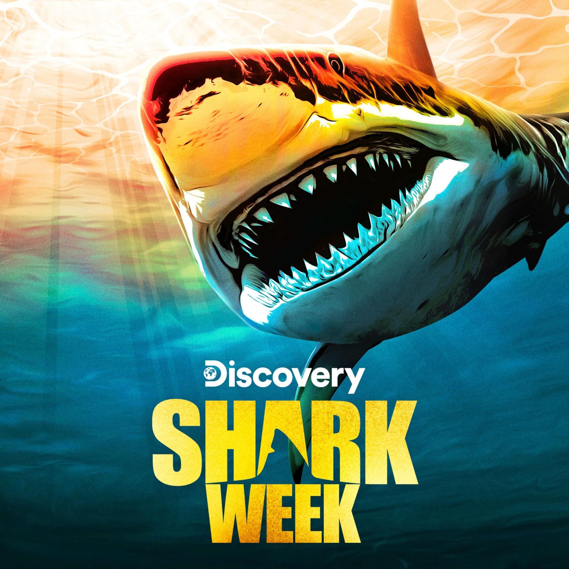 Pig vs. Shark