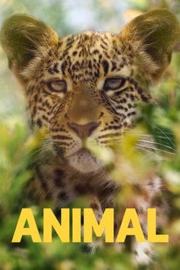 Animal S2