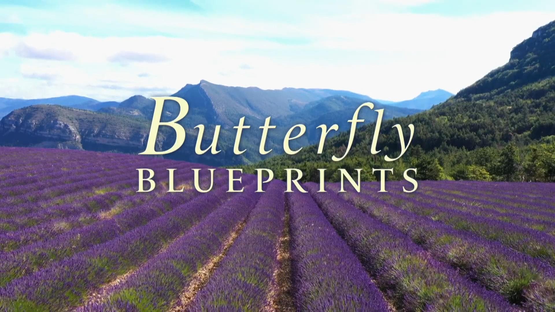 Butterfly Blueprints
