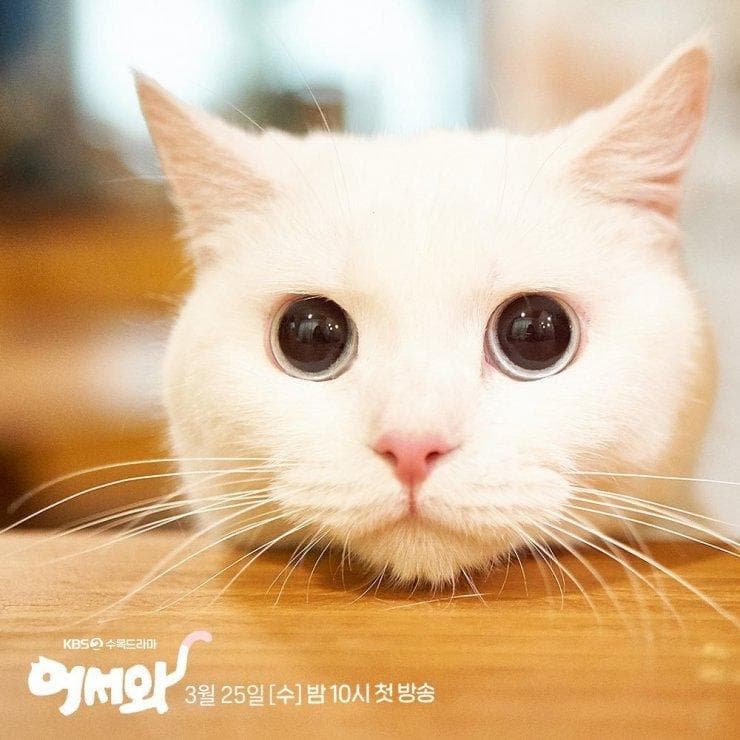 Meow, the Secret Boy